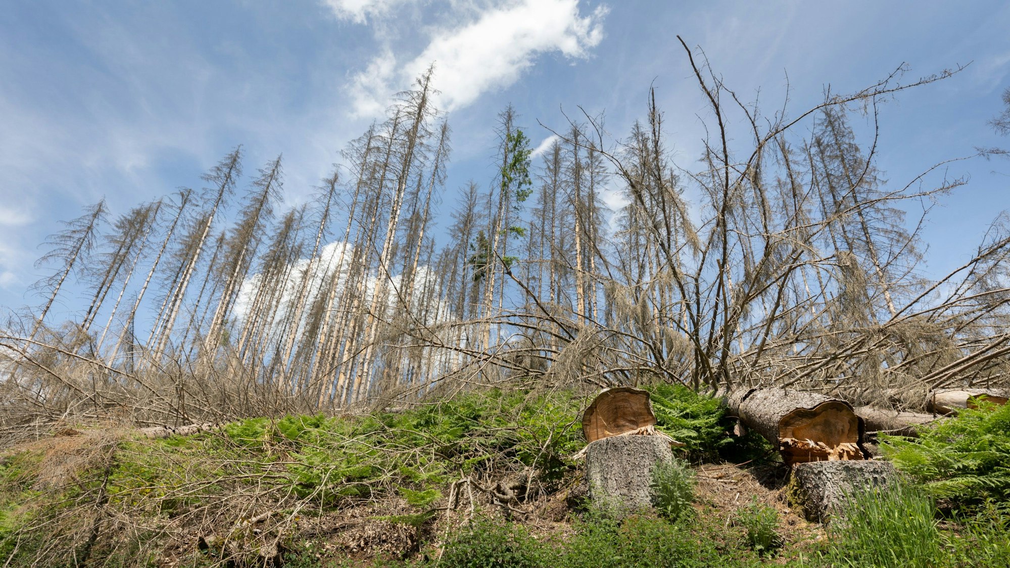 Spurensuche in Oberbergs Wäldern im Juni 2021, hier an der Aggertalsperre, Talsperrenweg / Derschlager Straße.