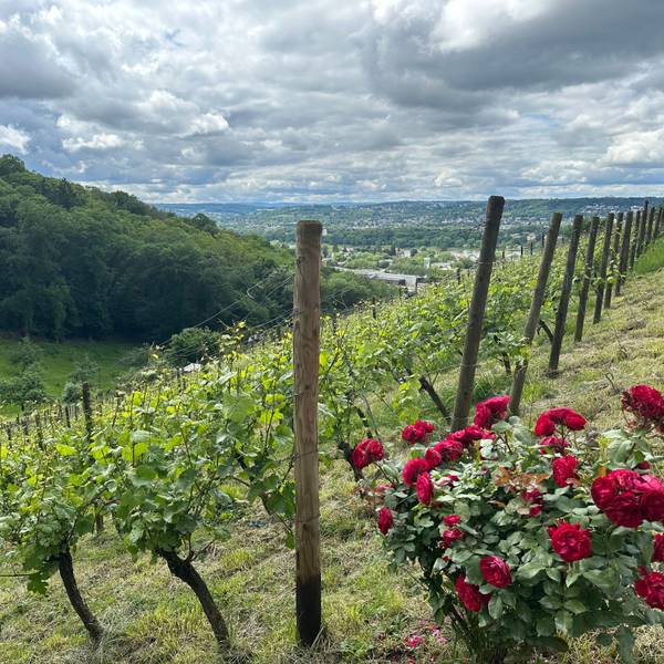Wanderung Siebengebirge, Winzer, Weinberge