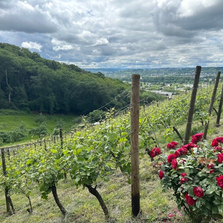 Wanderung Siebengebirge, Winzer, Weinberge