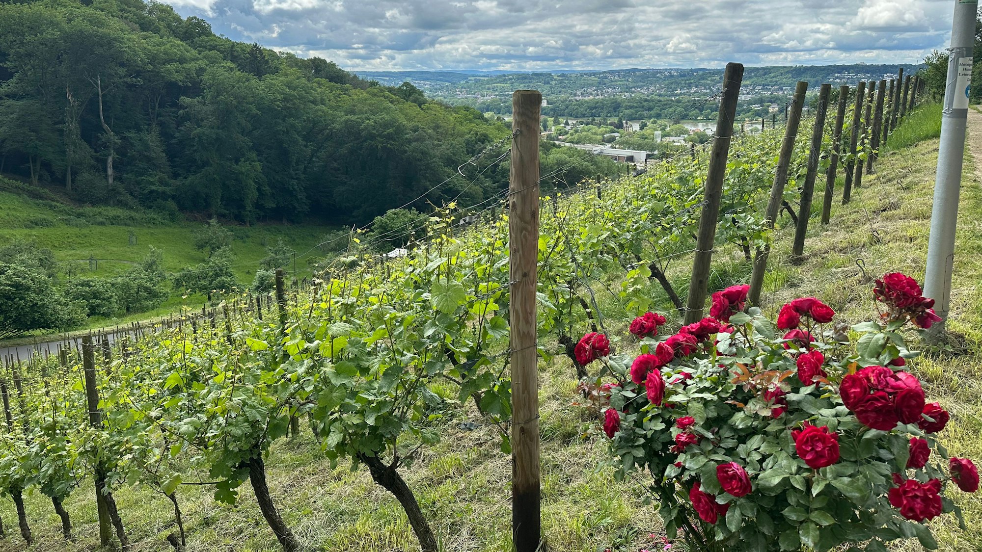 Wanderung Siebengebirge, Winzer, Weinberge