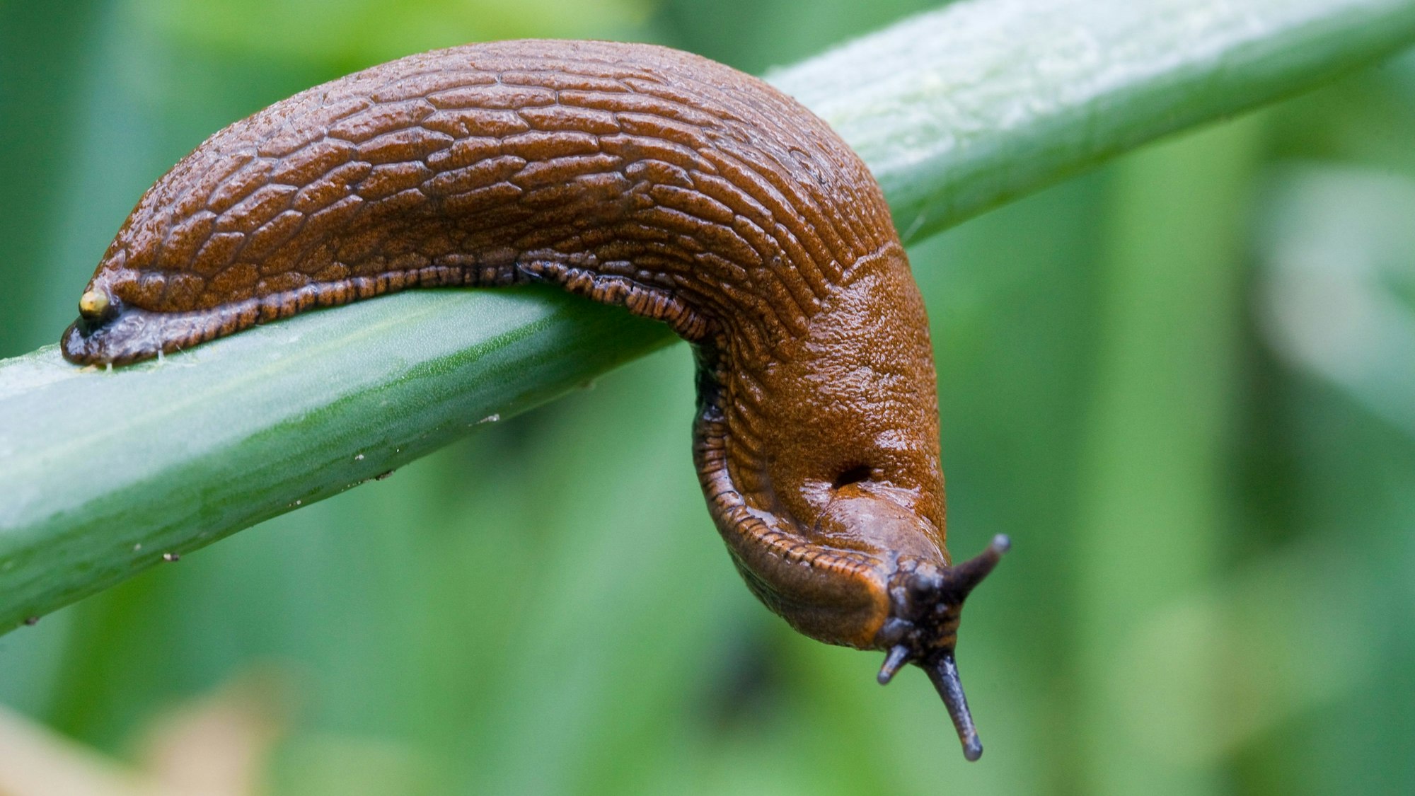 Das ist eine spanische Wegschnecke.