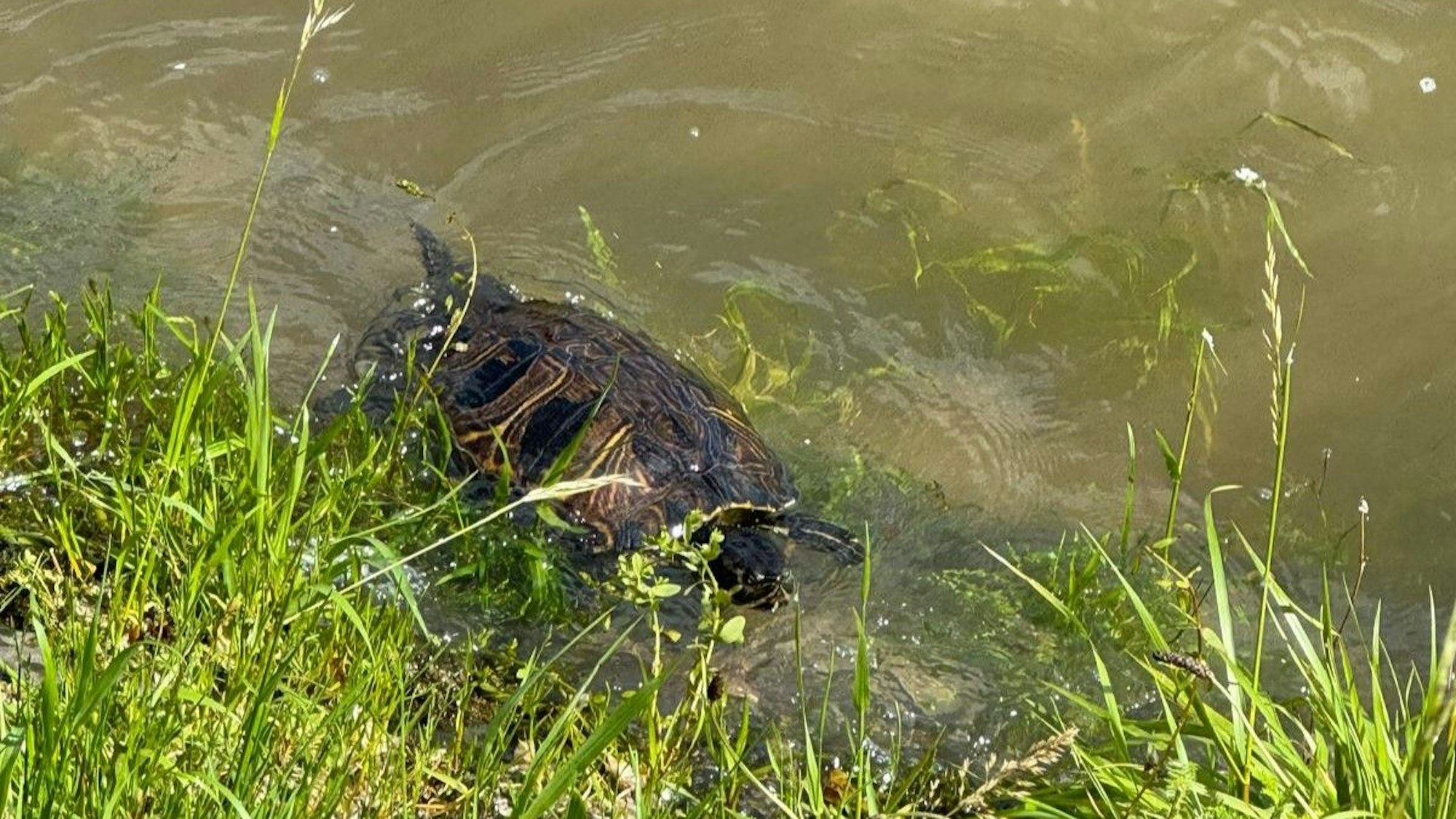 Eine Schildkröte paddelt in Bonn im Rhein am Ufer entlang.