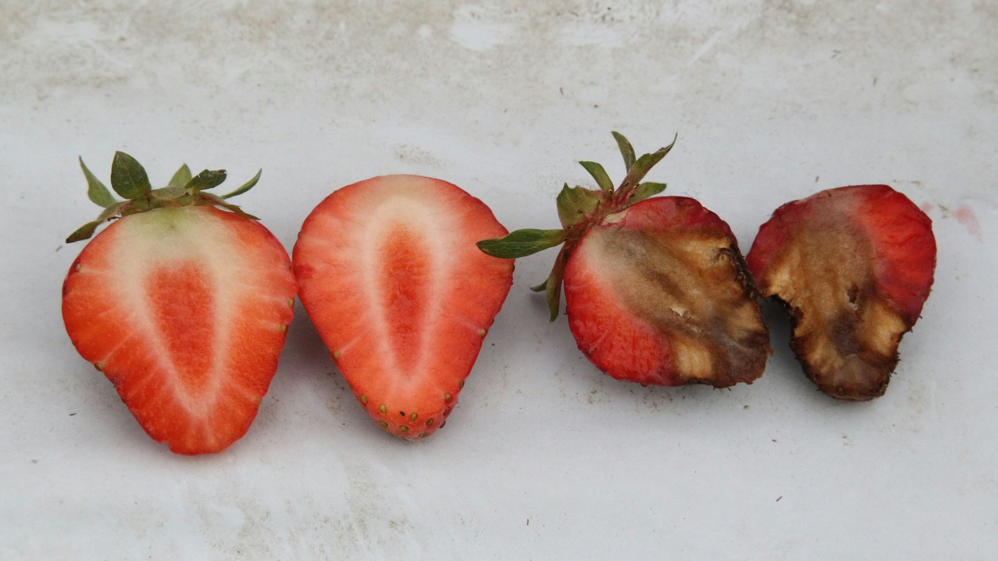 Nach dem Aufschneiden kann man die gesunde Erdbeere (links) und eine erfrorene Erdbeere unterscheiden.