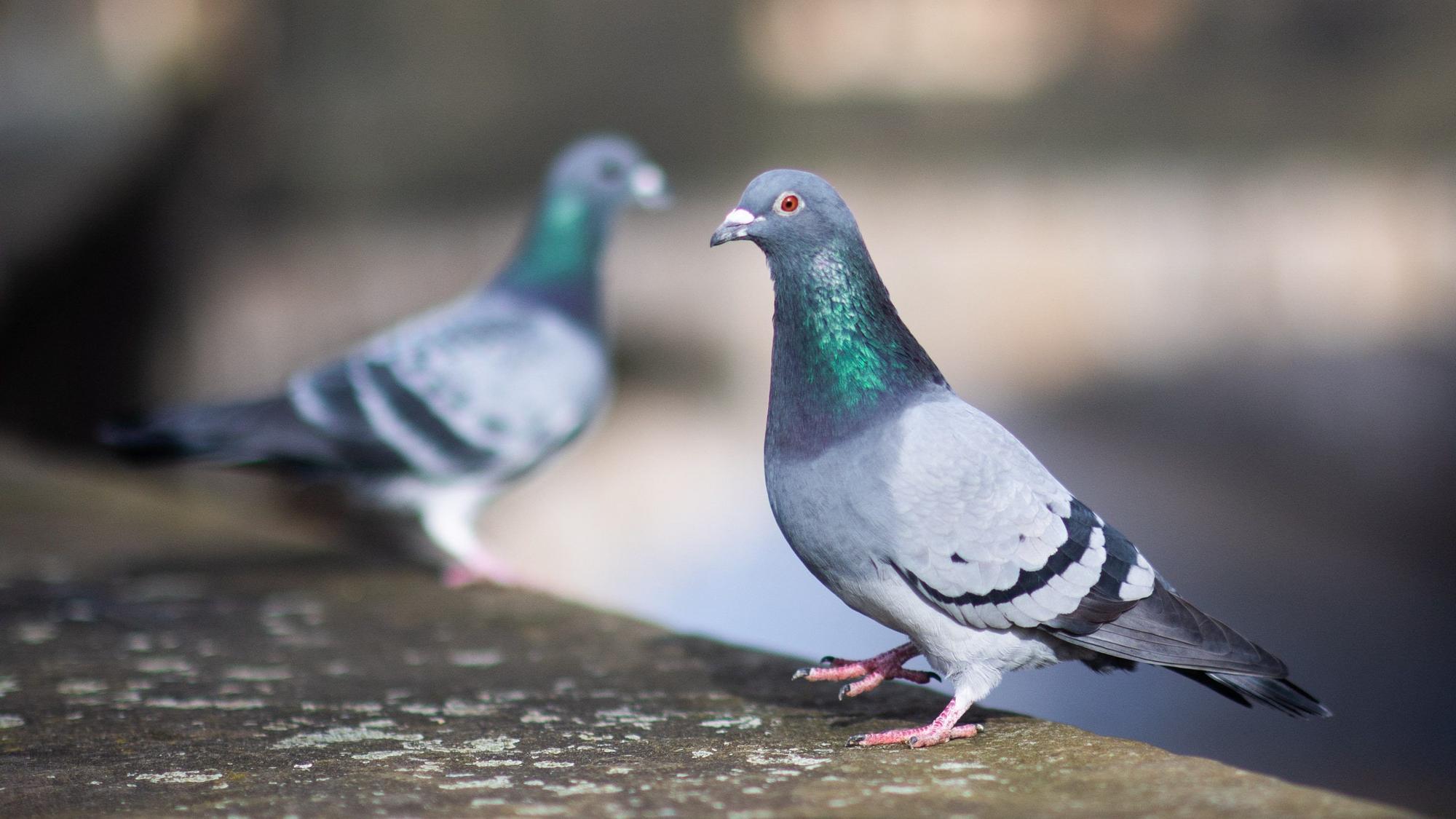 Zwei Tauben stehen auf einer Fensterbank, auf der Taubenkot zu sehen ist