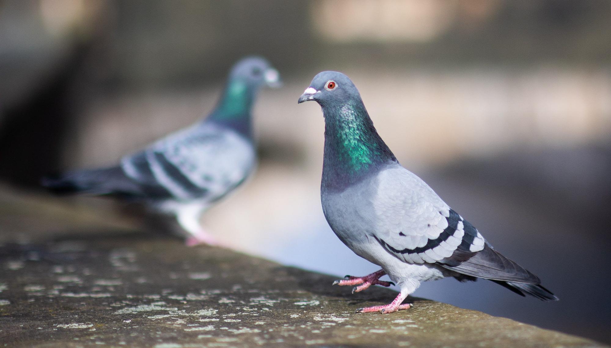 Die Initiative „Stadttauben Leverkusen“ hat nach eigenen Angaben am vergangenen Freitag, 12. Juni, auf dem Wiesdorfer Platz eine Taube gefunden, auf die mutmaßlich geschossen wurde.