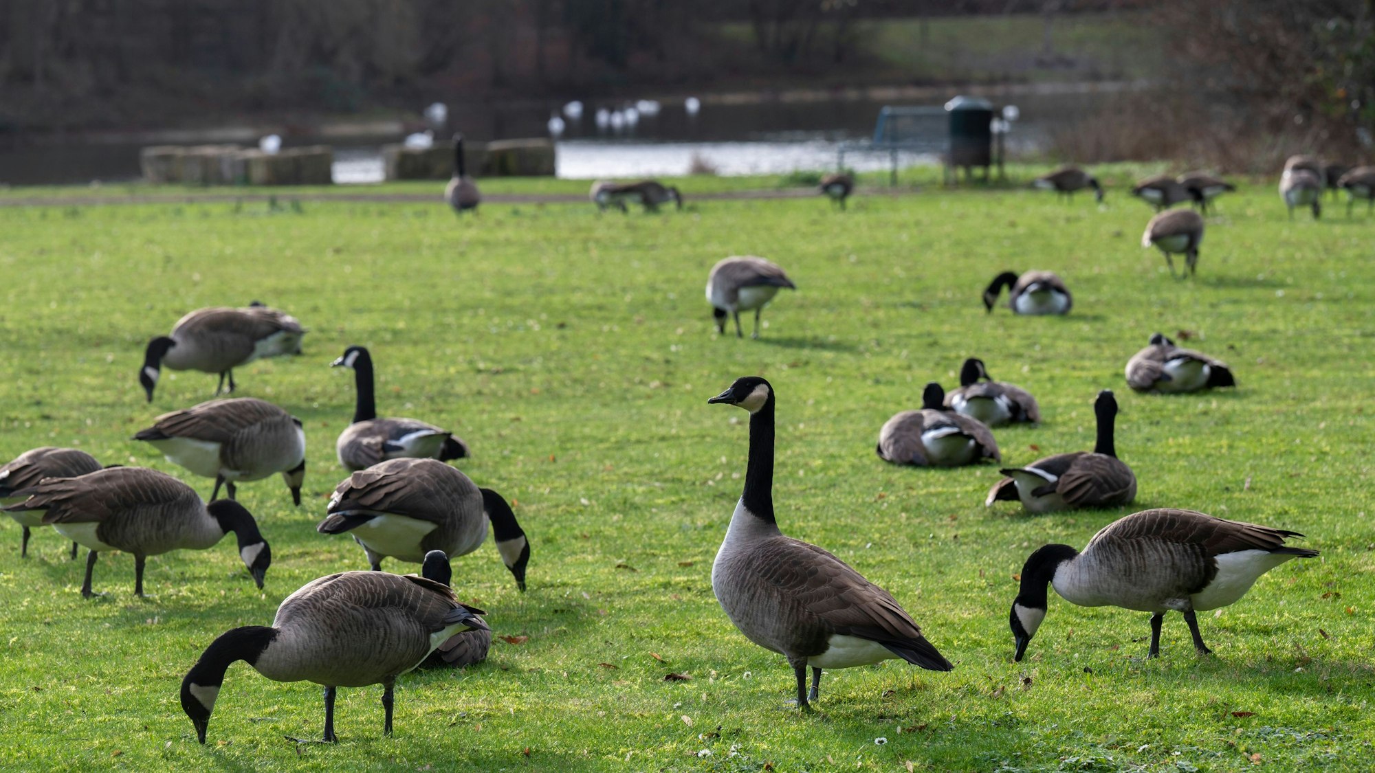 Kanadagänse bevölkern den Park am Kalscheurer Weiher.