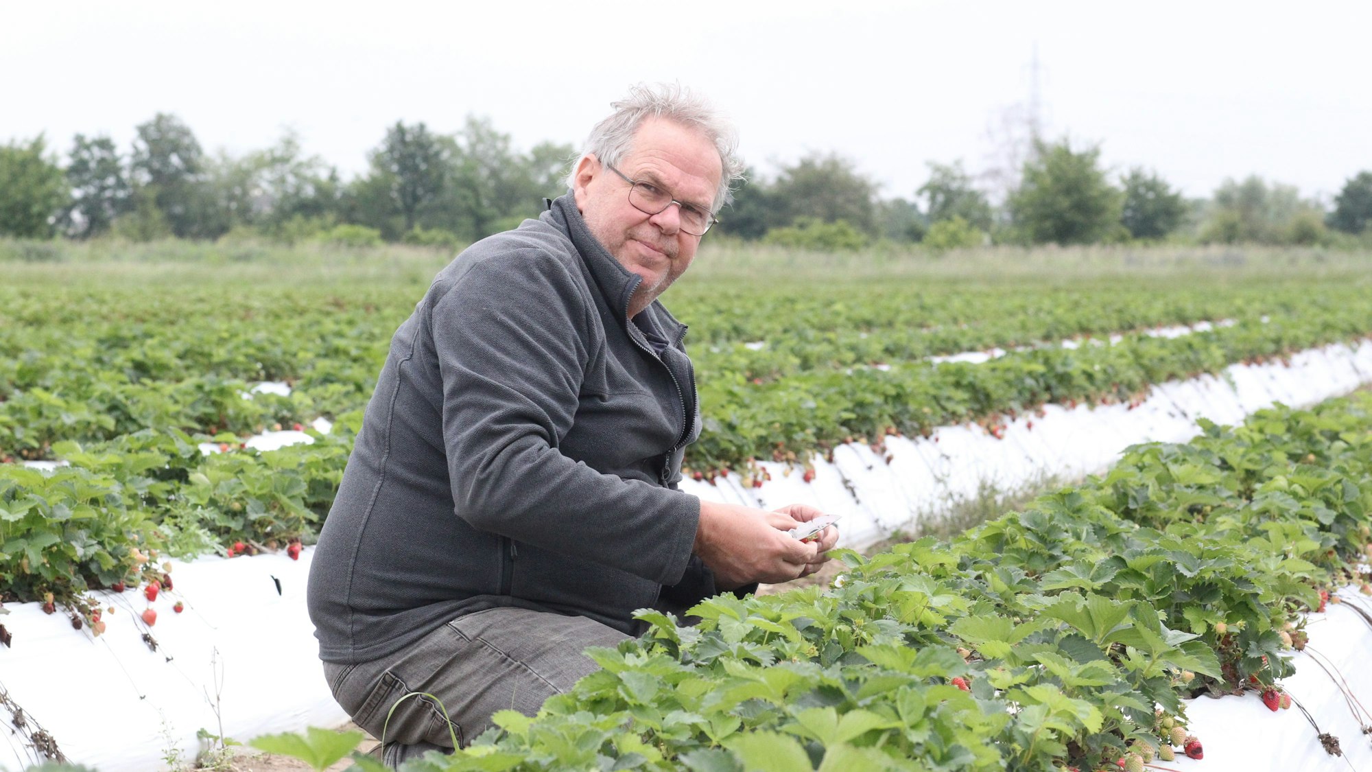 Karl-Josef Engels in seinem Erdbeer-Feld in Kriegsdorf.