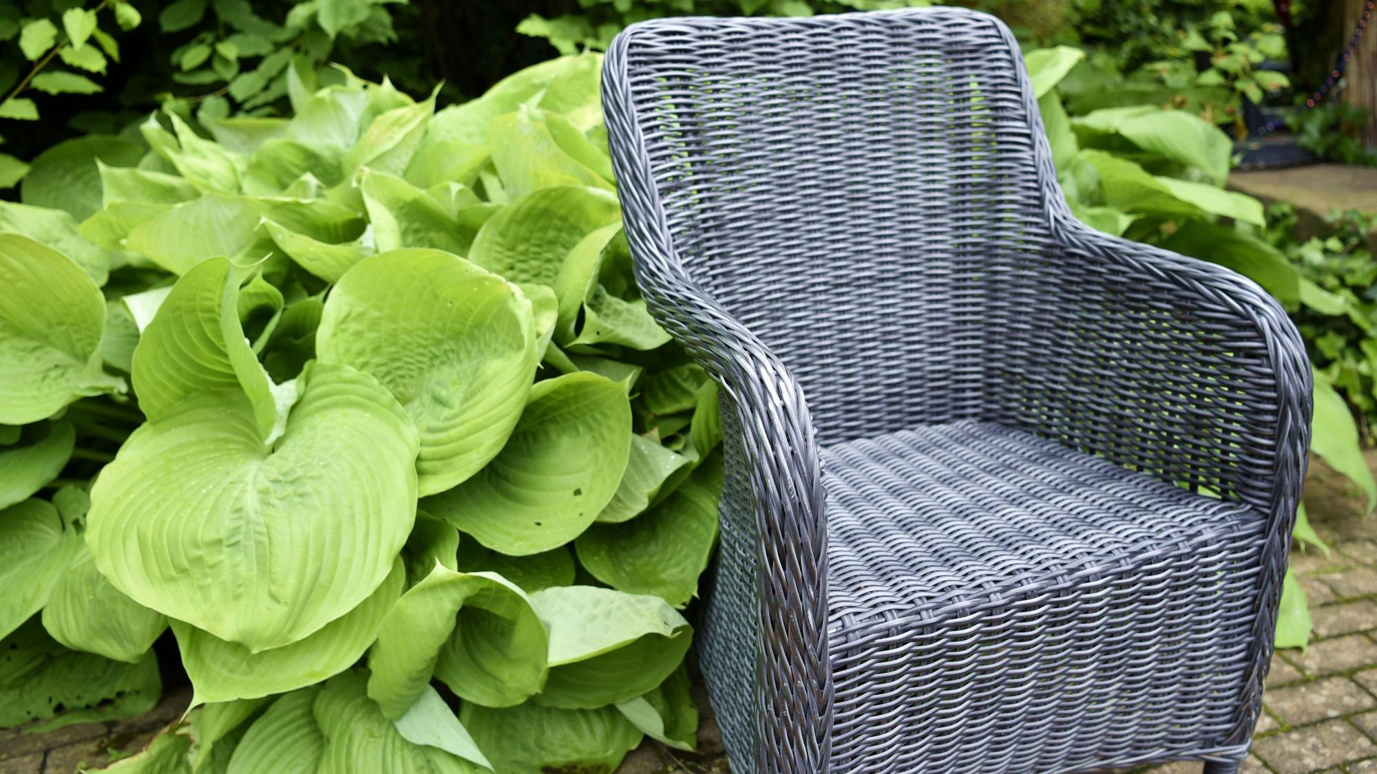 Eine Funkie mit großen grünen Blättern wächst im Garten des Resi-Stemmler-Hauses um einen Korbsessel herum.