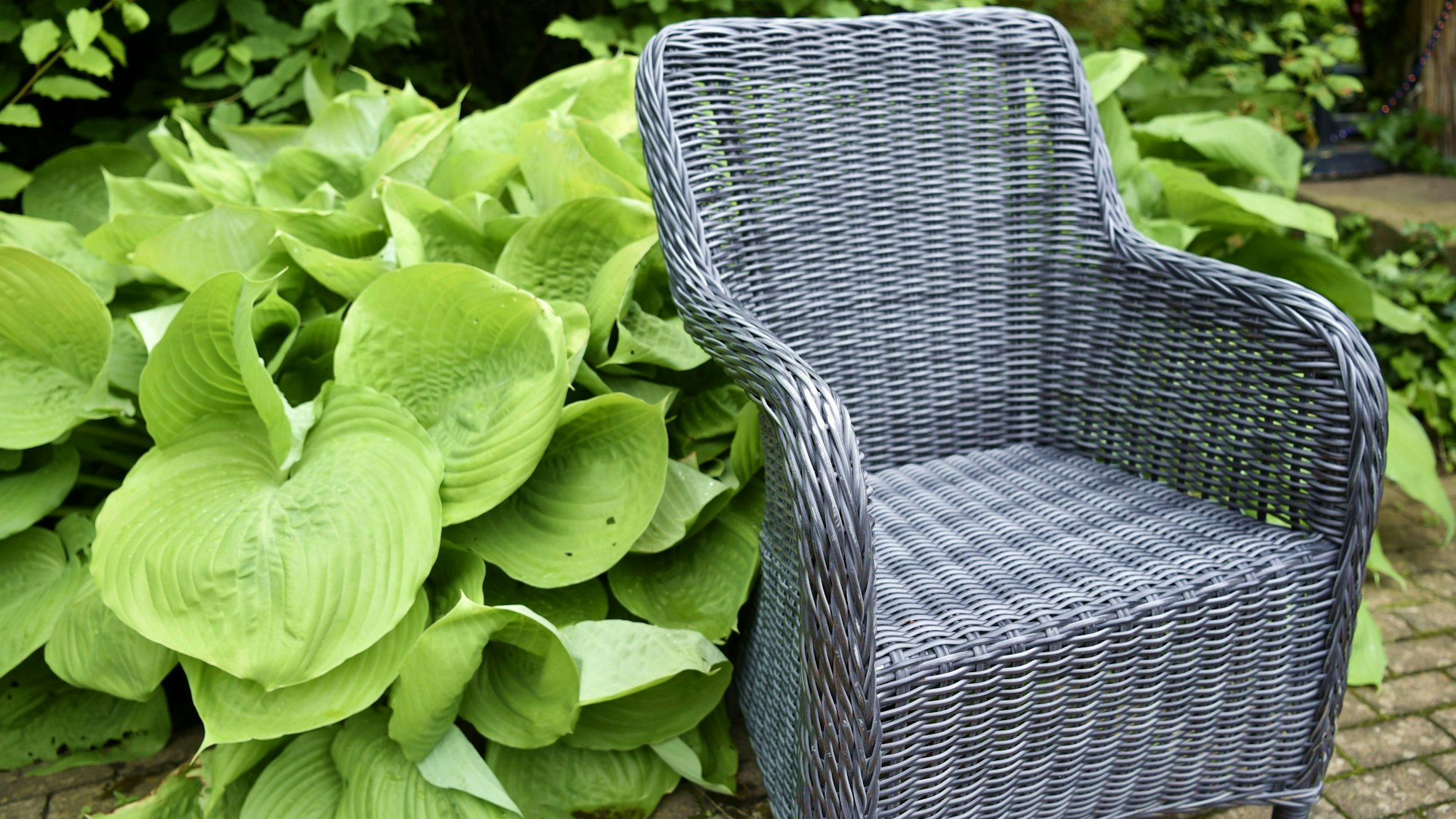 Eine Funkie mit großen grünen Blättern wächst im Garten des Resi-Stemmler-Hauses um einen Korbsessel herum.