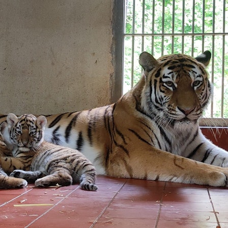 Die zwei Baby-Tiger mit ihrer Mutter