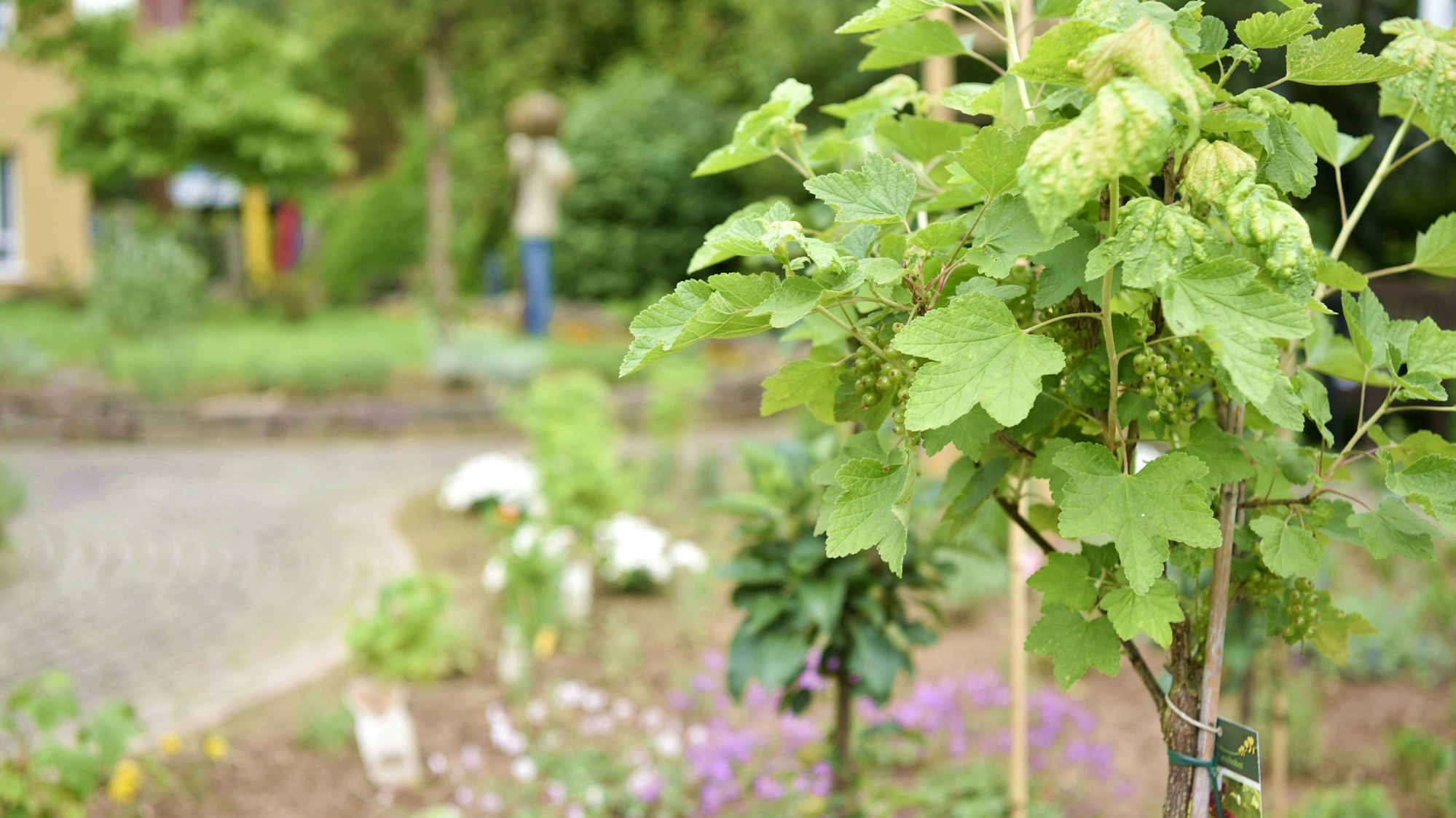 Ein Stamm mit noch grünen Johannisbeeren steht in einem Beet, im Hintergrund sind weitere Pflanzen zu sehen.