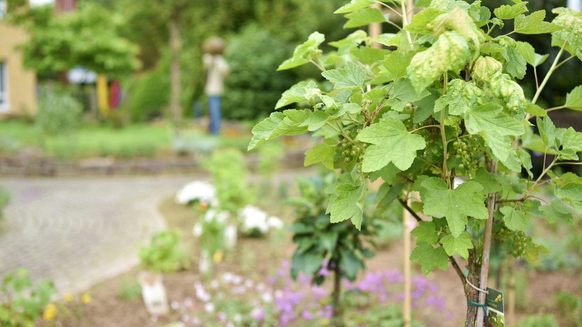 Ein Stamm mit noch grünen Johannisbeeren steht in einem Beet, im Hintergrund sind weitere Pflanzen zu sehen.