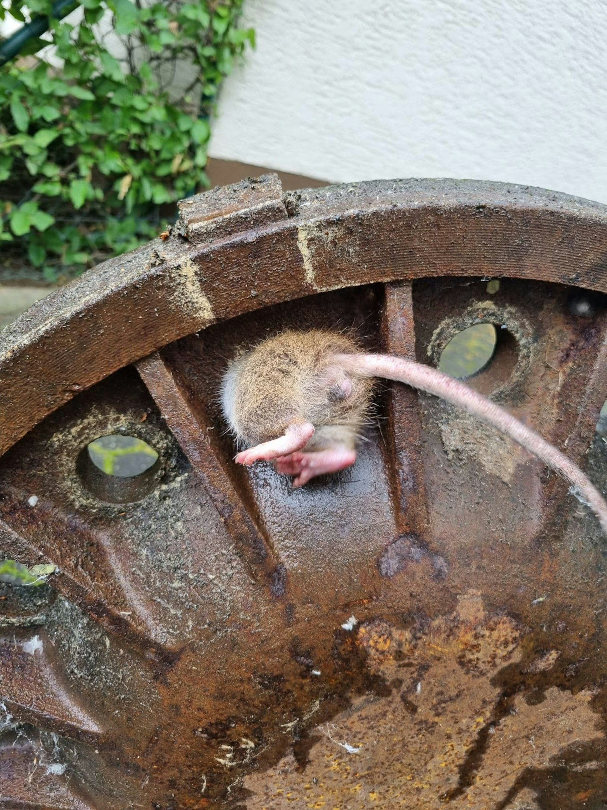 Rette steckt in Gullydeckel fest.