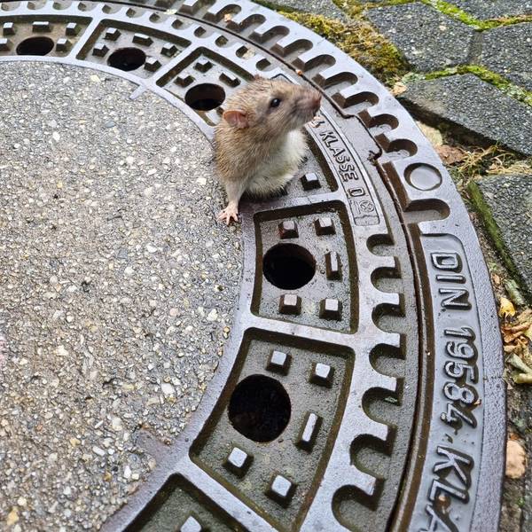 Ratte steckt in Gullydeckel fest.
