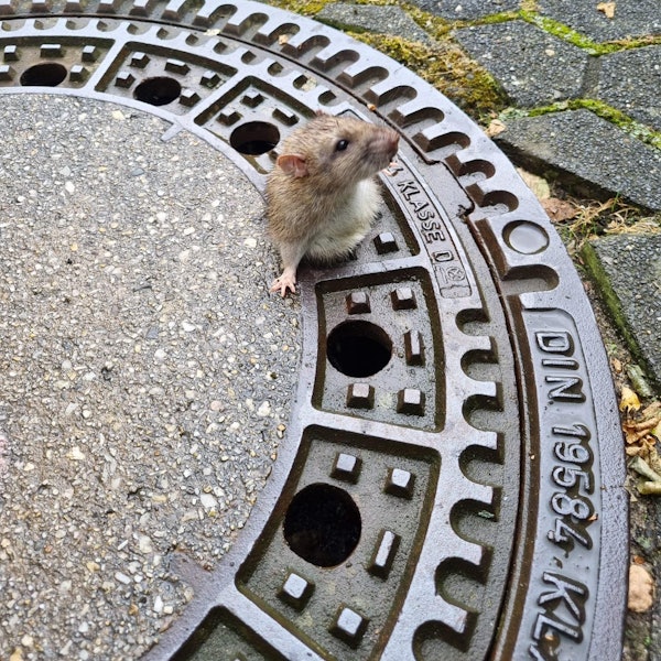 Ratte steckt in Gullydeckel fest.