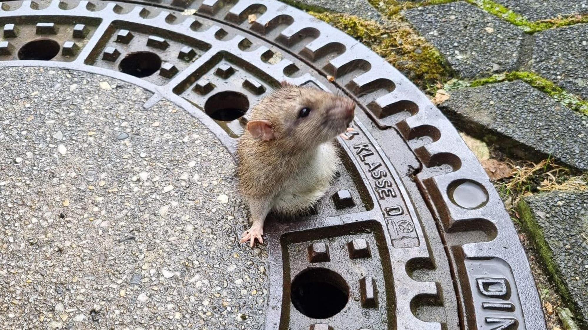 Ratte steckt in Gullydeckel fest.