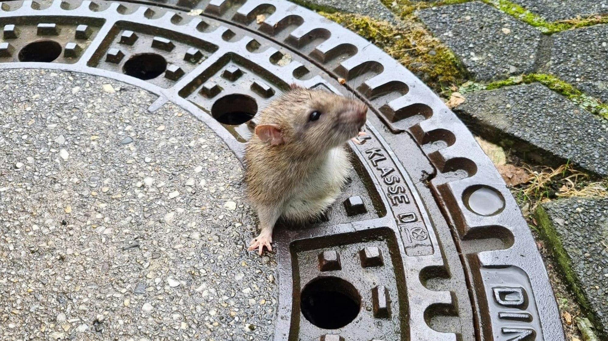 Ratte steckt in Gullydeckel fest.