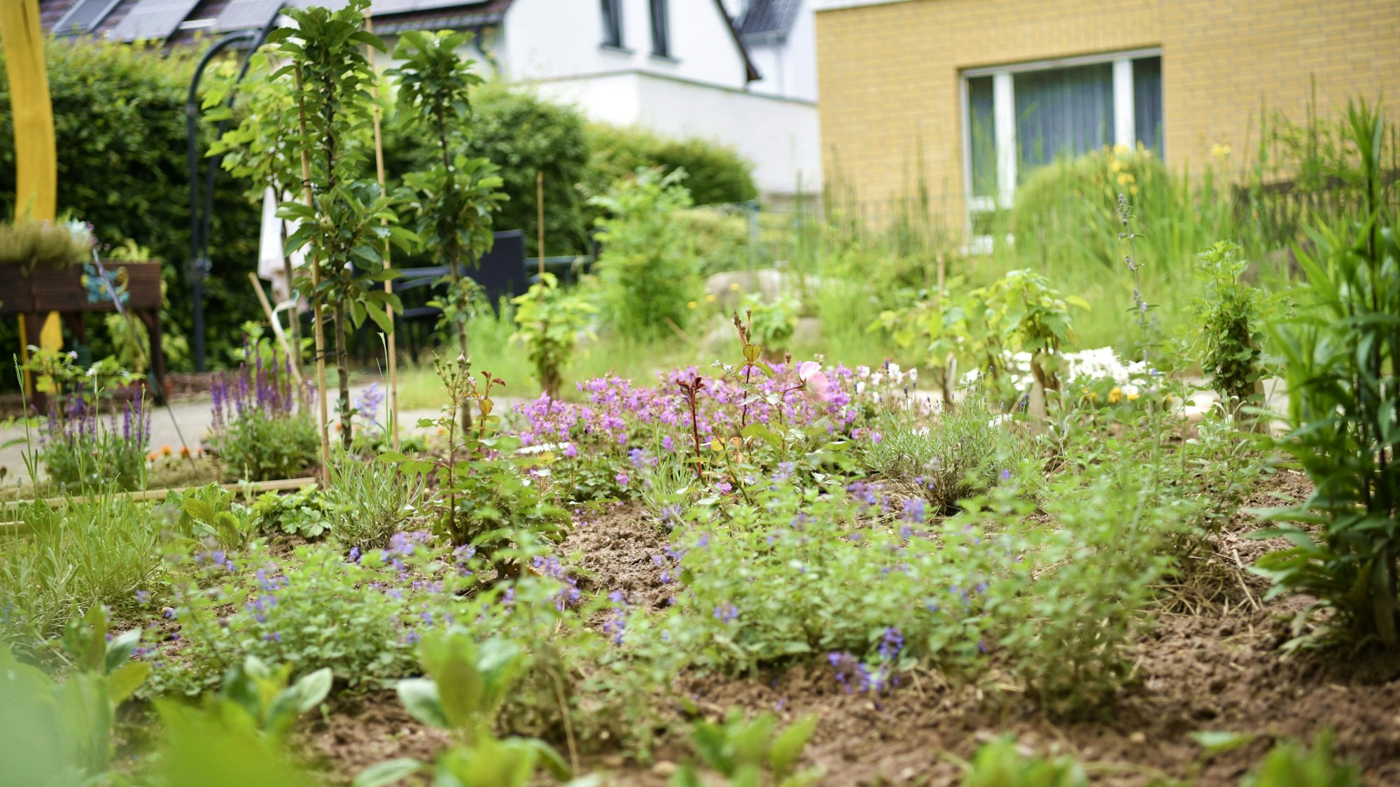 Mehrere Pflanzen und kleine Obstbäume stehen in einem Beet.