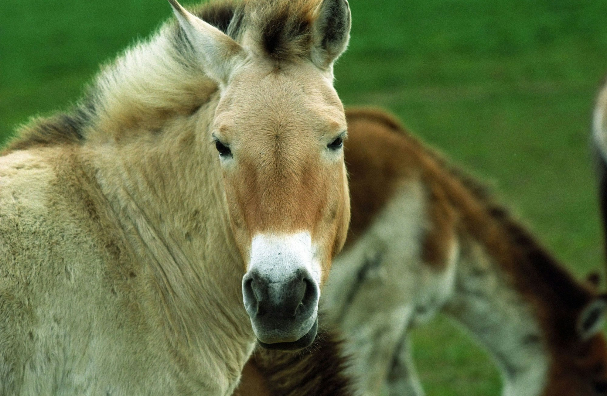 Tschechien, Dolni Dobrejov: Przewalski-Pferde stehen in einer Akklimatisierungsstation. Der Prager Zoo startete ein neues Projekt, um seltene Przewalski-Pferde in Kasachstan auszuwildern. In der Akklimatisierungsstation im tschechischen Dolni Dobrejov gewöhnten sich die Tiere an das Leben unter herausfordernden Wetterbedingungen. Ein Transportflugzeug der tschechischen Luftwaffe brachte eine erste Gruppe von Pferden in die zentralasiatische Steppe.