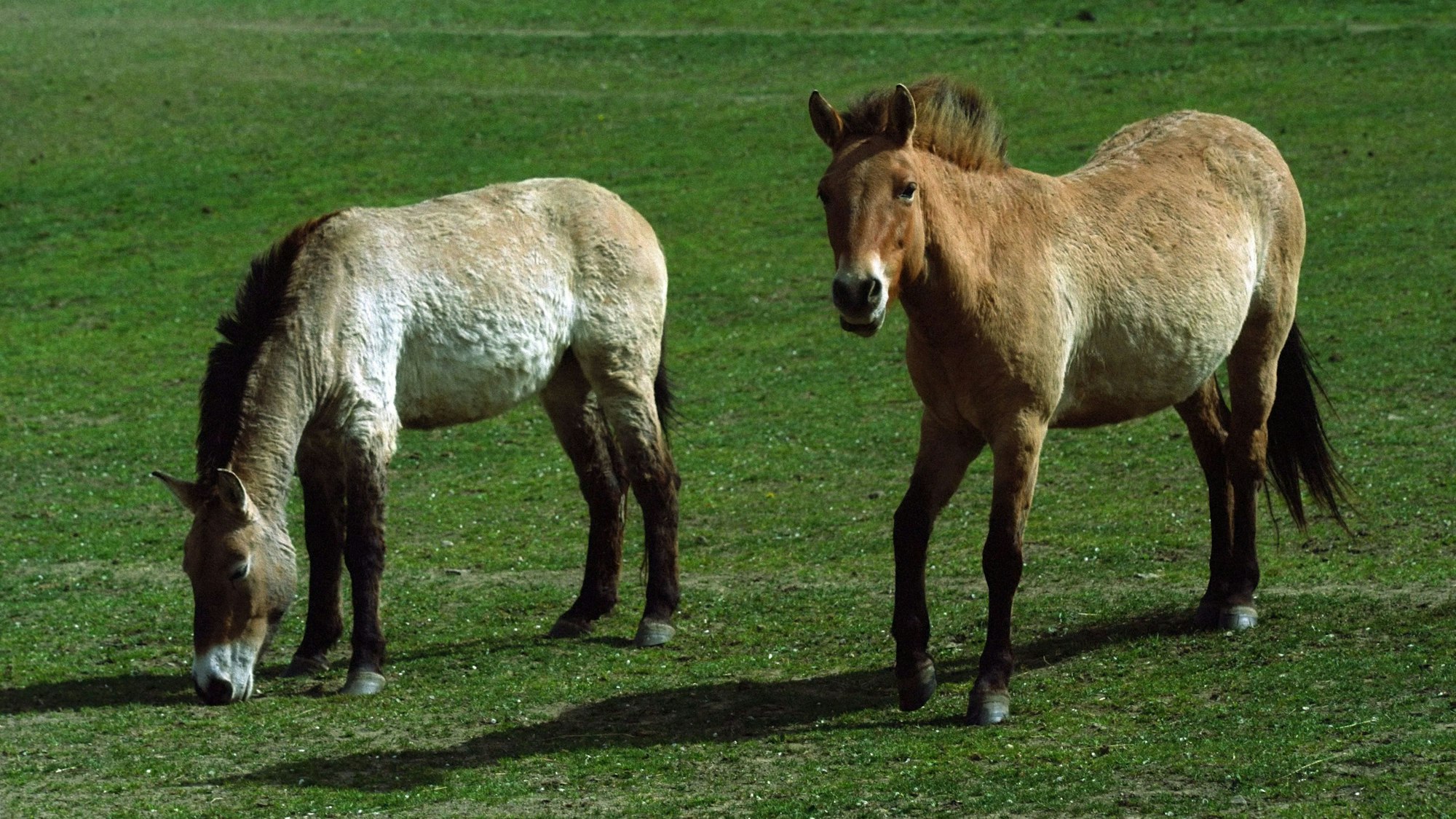 Tschechien, Dolni Dobrejov: Przewalski-Pferde stehen in einer Akklimatisierungsstation. Der Prager Zoo startete ein neues Projekt, um seltene Przewalski-Pferde in Kasachstan auszuwildern. In der Akklimatisierungsstation im tschechischen Dolni Dobrejov gewöhnten sich die Tiere an das Leben unter herausfordernden Wetterbedingungen.