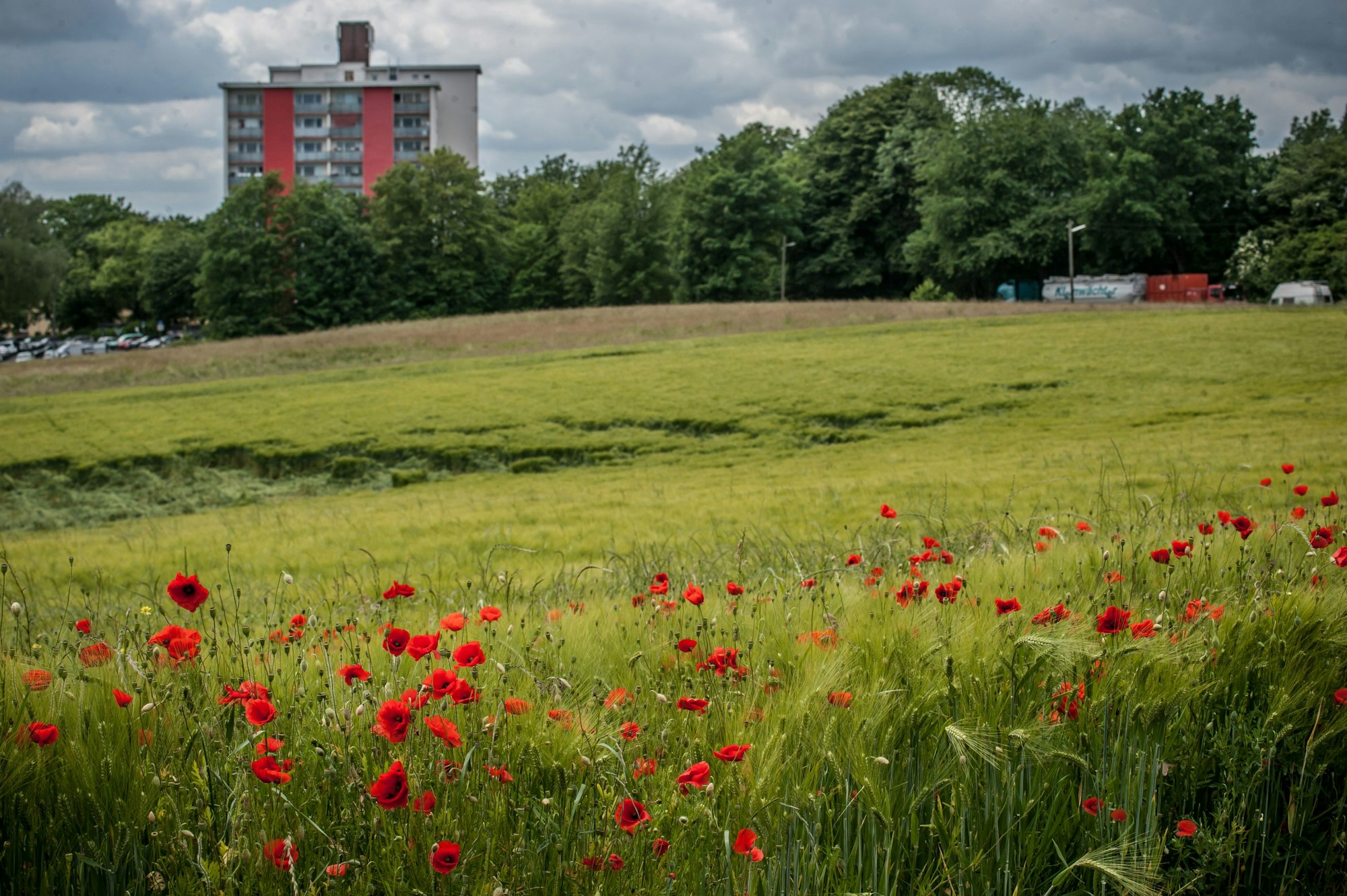 Feld (Gerste und Mohn) und Wiese am Bohofsweg / In der Wasserkuhl, den das Bauamt unbedingst bebauen lassen will. (Hintergrund: das Rote Hochhaus). Foto: Ralf Krieger
