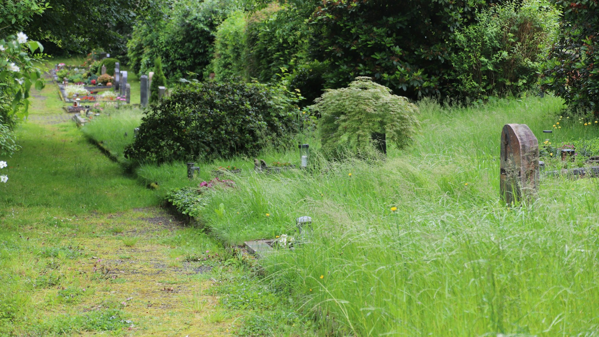 Gras wächst auf den Wegen zwischen den Grabsteinen.