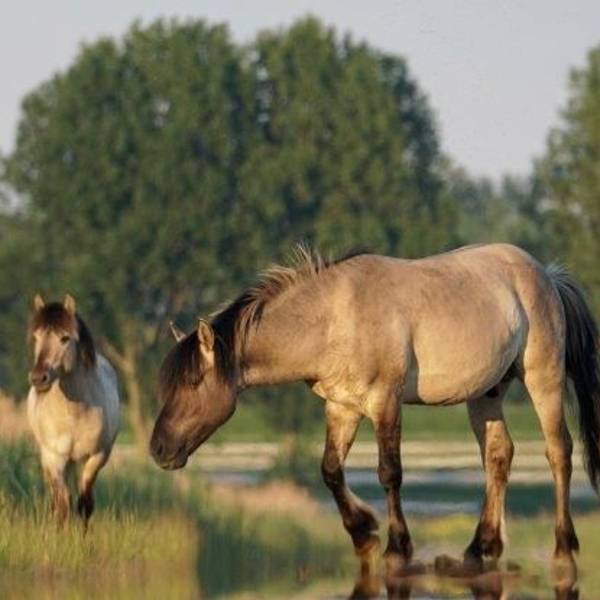Auf dem Foto sind weidende Wildpferde zu sehen.
