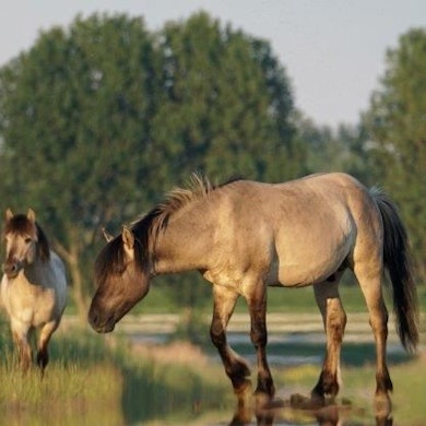 Auf dem Foto sind weidende Wildpferde zu sehen.