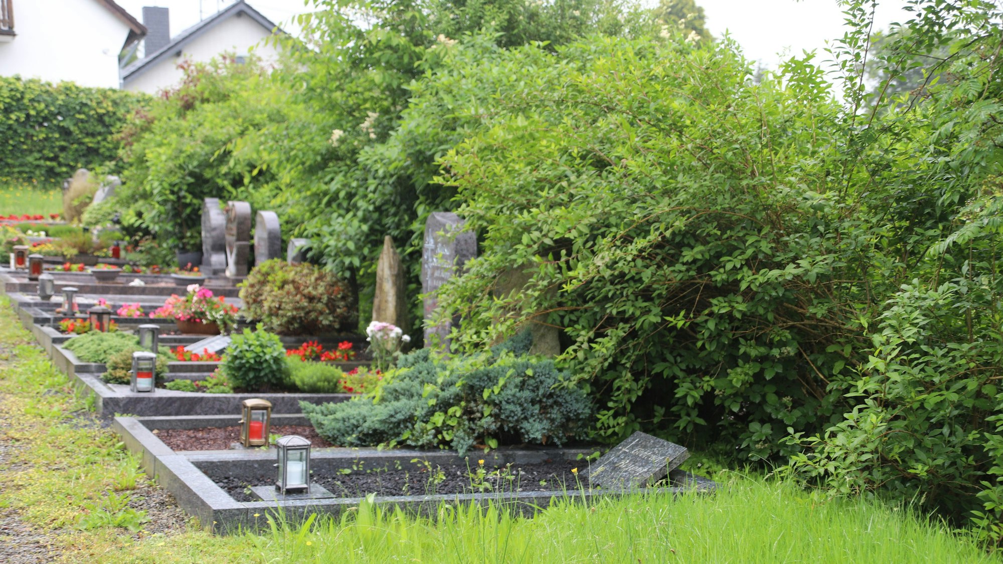 Sträucher wachsen über Grabmäler hinweg, das Gras steht sehr hoch.