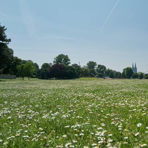 Wiesen im Rheinpark mit dem Kölner Dom.