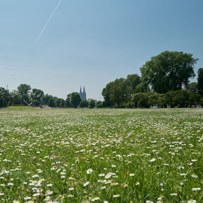 Wiesen im Rheinpark mit dem Kölner Dom.