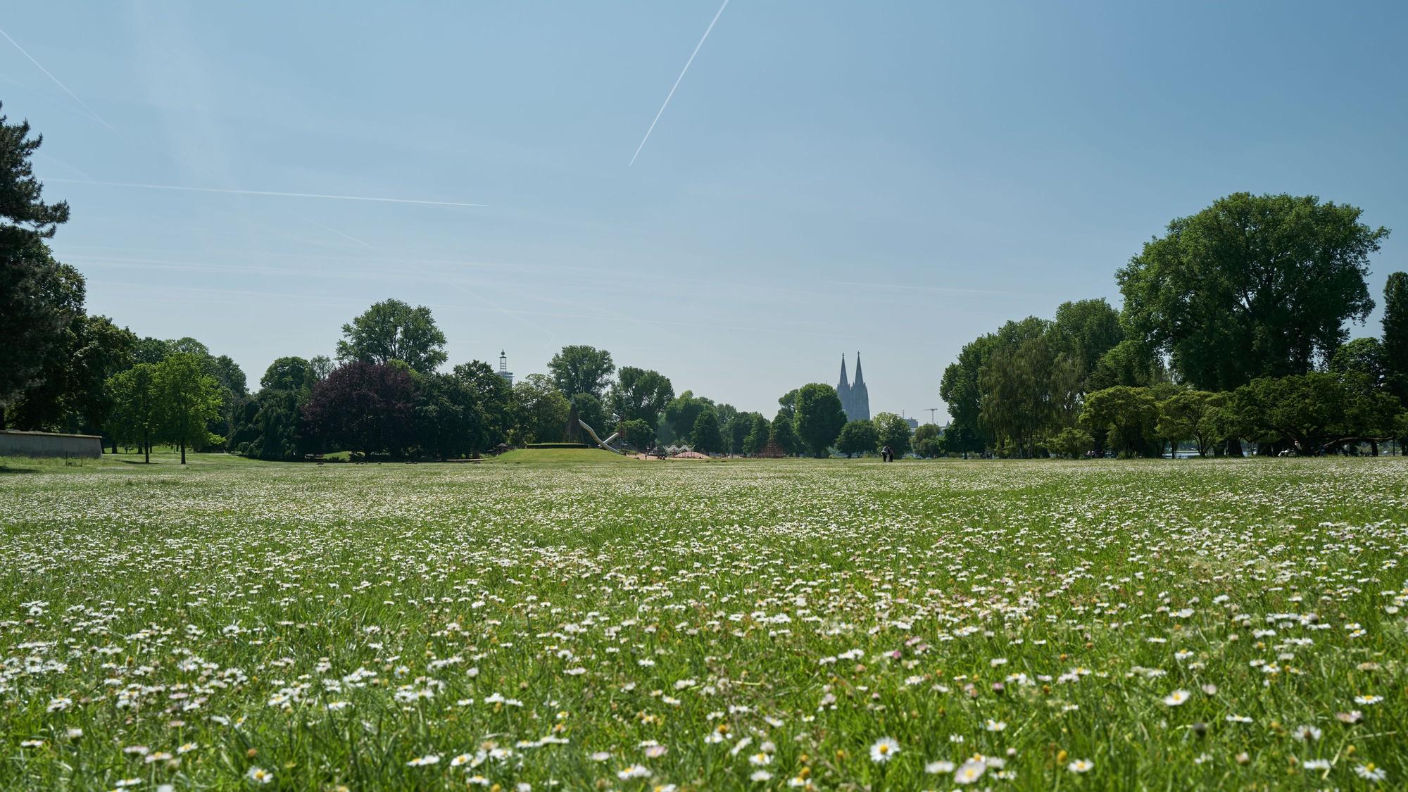 Wiesen im Rheinpark mit dem Kölner Dom.