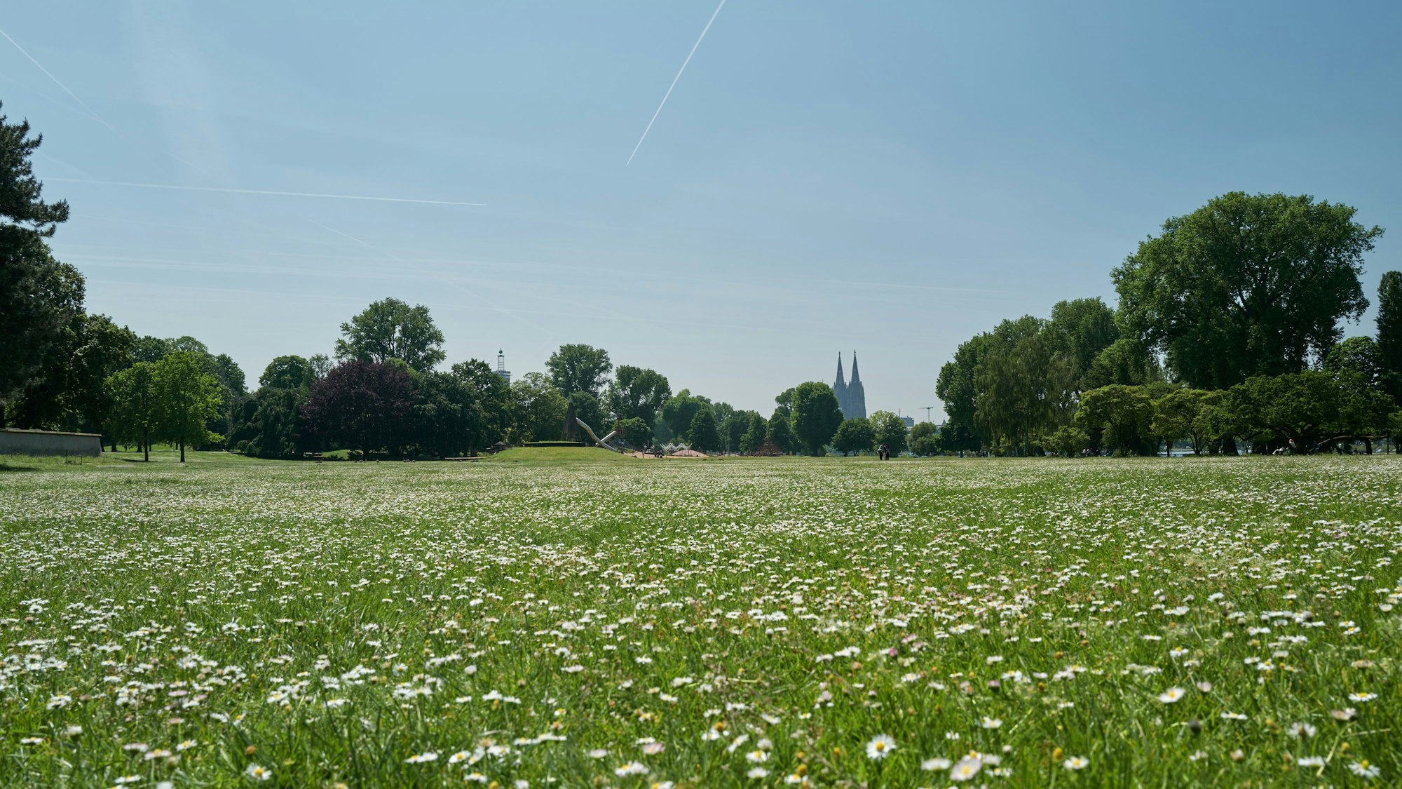 Wiesen im Rheinpark mit dem Kölner Dom.