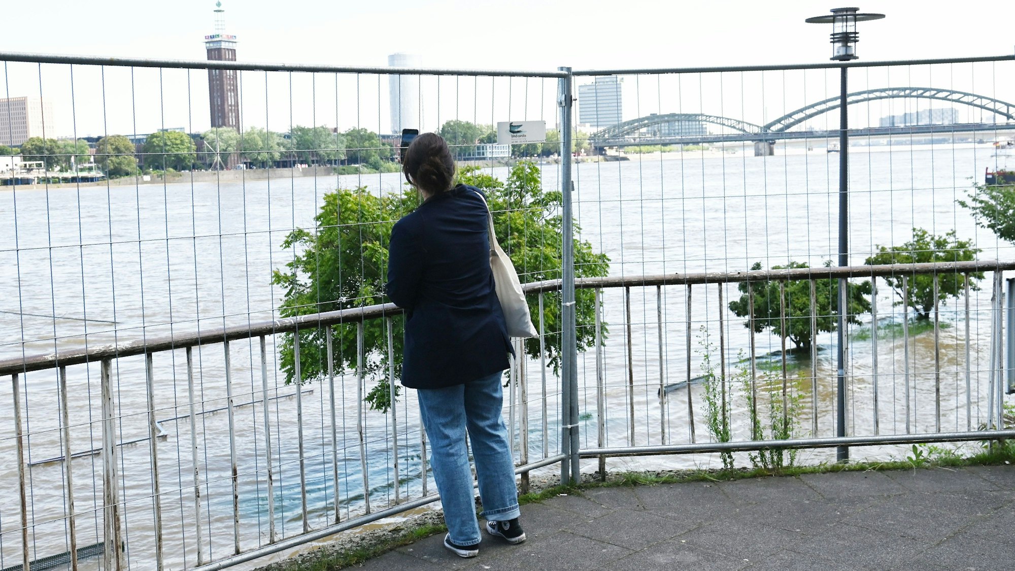 Hohe Gitter stehen bereits am Rheinufer.