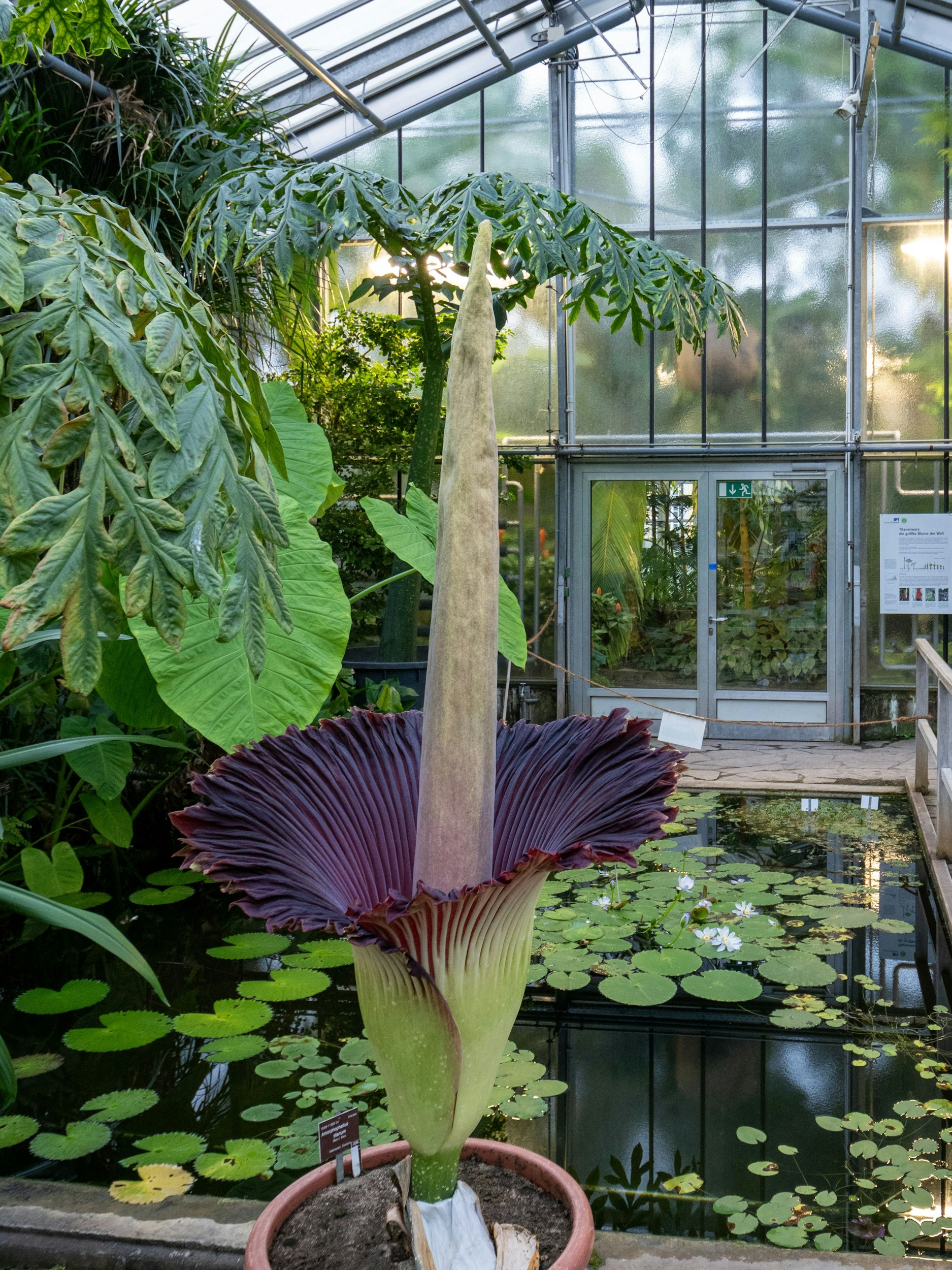 Der geöffnete Blütenstand der Titanenwurz. Im Hintergrund das Gewächshaus.