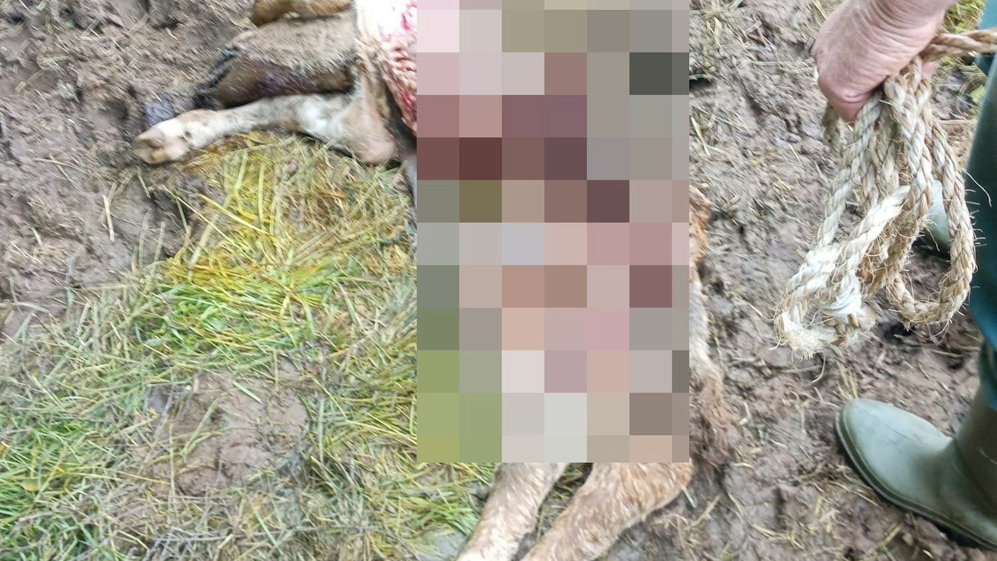 Ein mutmaßlich von einem Wolf gerissenes Kalb bei Marmagen. Der angefressene Bauchraum ist verpixelt dargestellt.