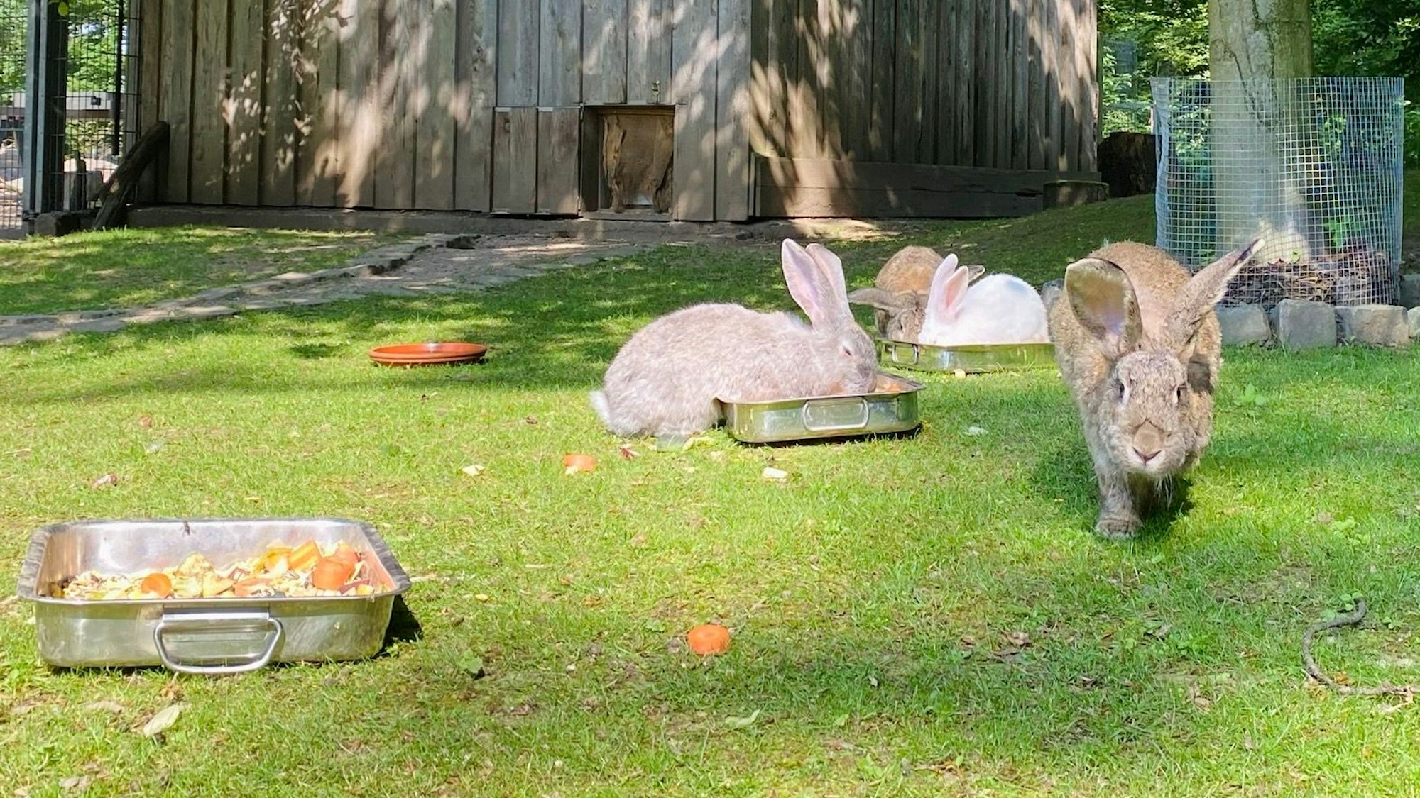 Kaninchen laufen über eine Wiese.