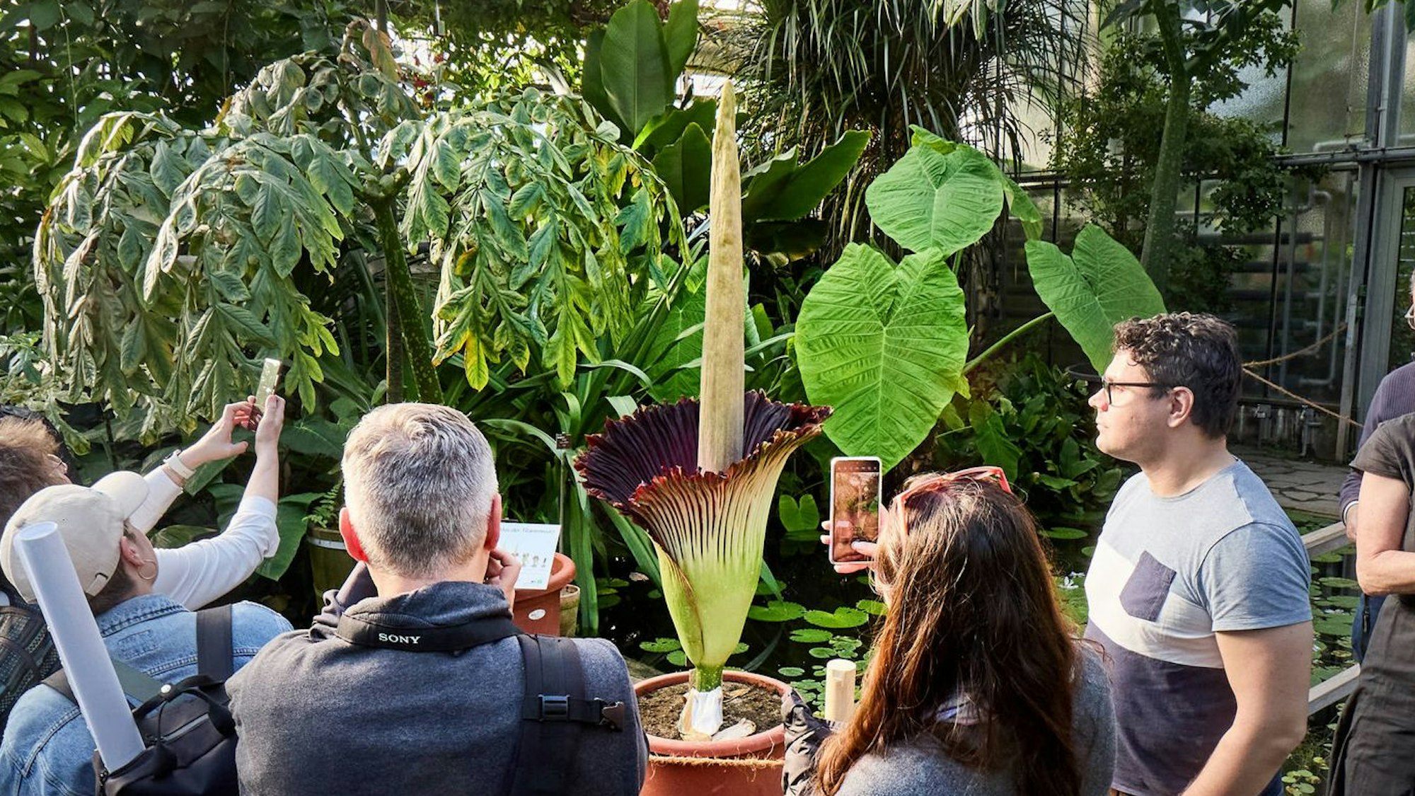 Die blühende Titanenwurz mit vielen Besuchern.