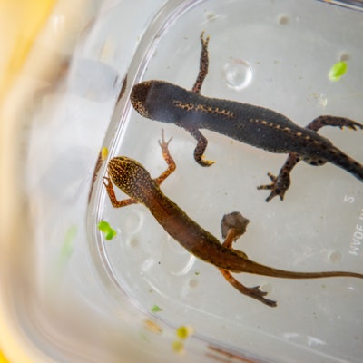 Ein Bergmolch (oben) und ein Fadenmolch schwimmen nebeneinander in einem durchsichtigen Gefäß.