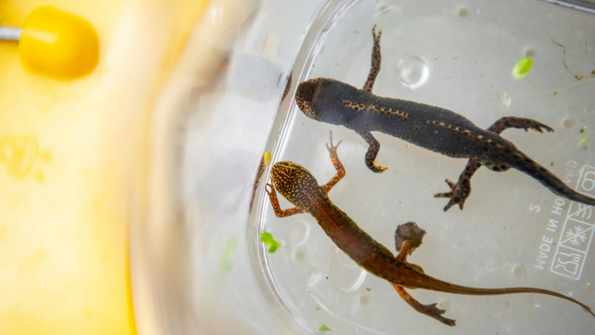 Ein Bergmolch (oben) und ein Fadenmolch schwimmen nebeneinander in einem durchsichtigen Gefäß.