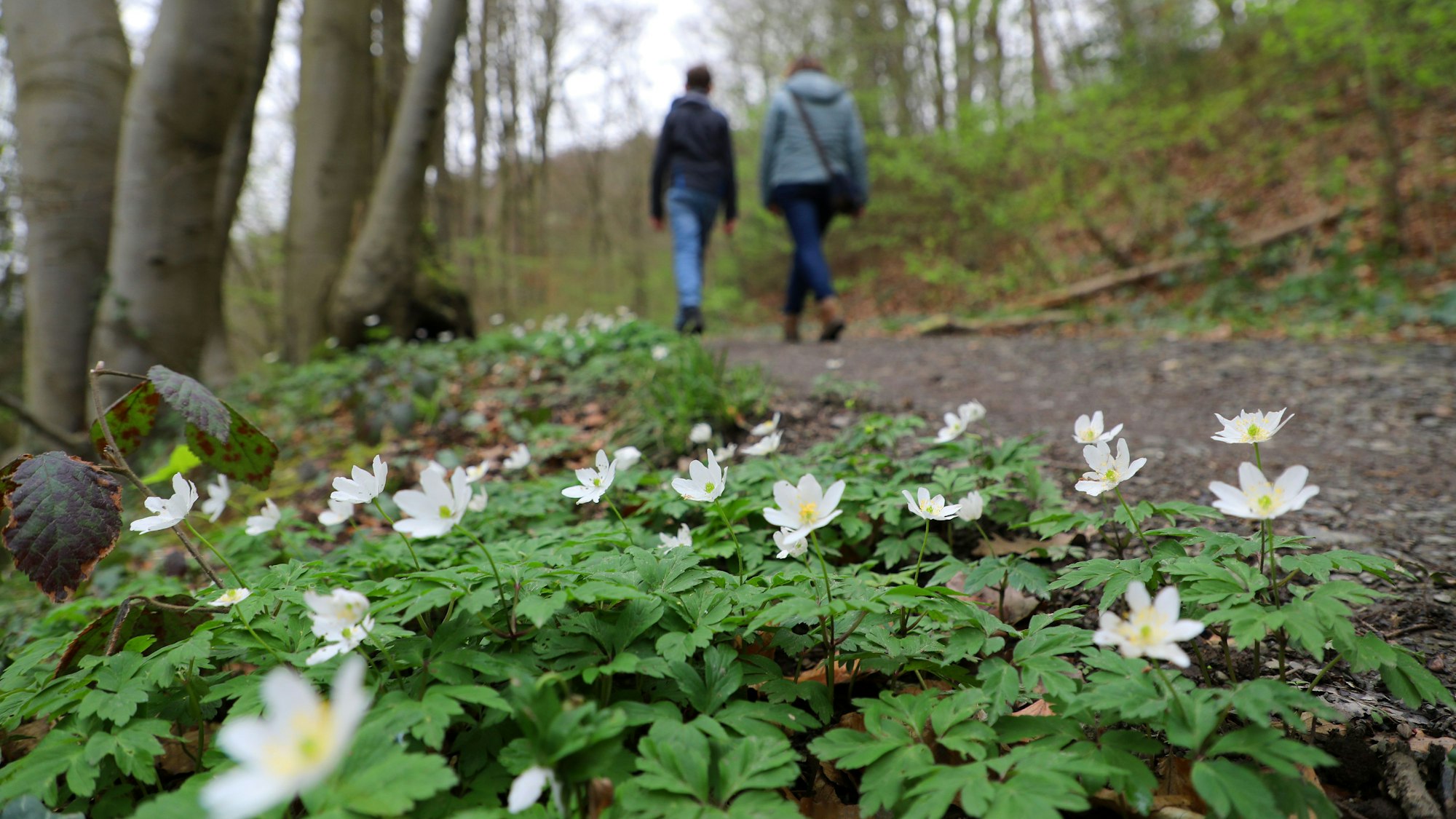 Zwei Menschen gehen auf dem Bergischen Weg bei Seligenthal, am Wegesrand blühen Blumen im Wald.
