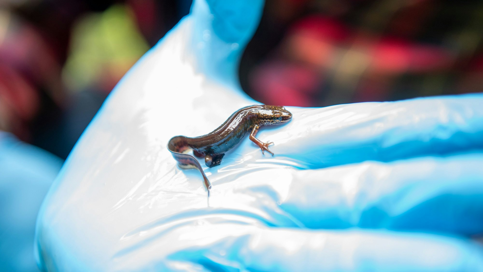 Ein Fadenmolch kriecht über die Hand von Ulrich Pohl vom Naturschutzbund, die in einem blauen Kunststoff-Handschuh steckt.