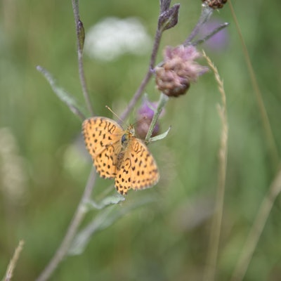 Ein orangefarbener Schmetterling mit schwarzer Musterung sitzt auf einem Halm einer verblühten Blume.