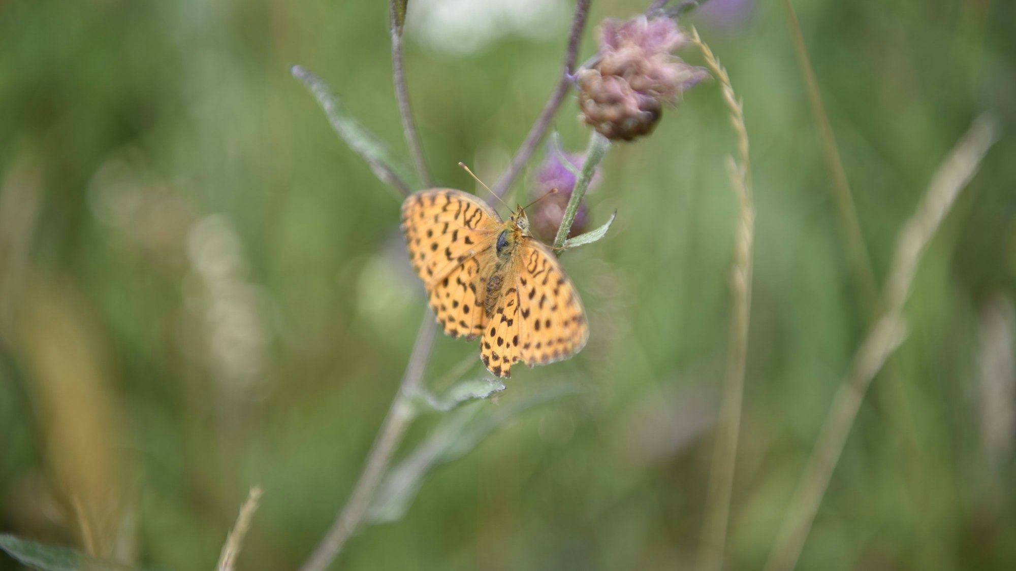 Ein orangefarbener Schmetterling mit schwarzer Musterung sitzt auf einem Halm einer verblühten Blume.