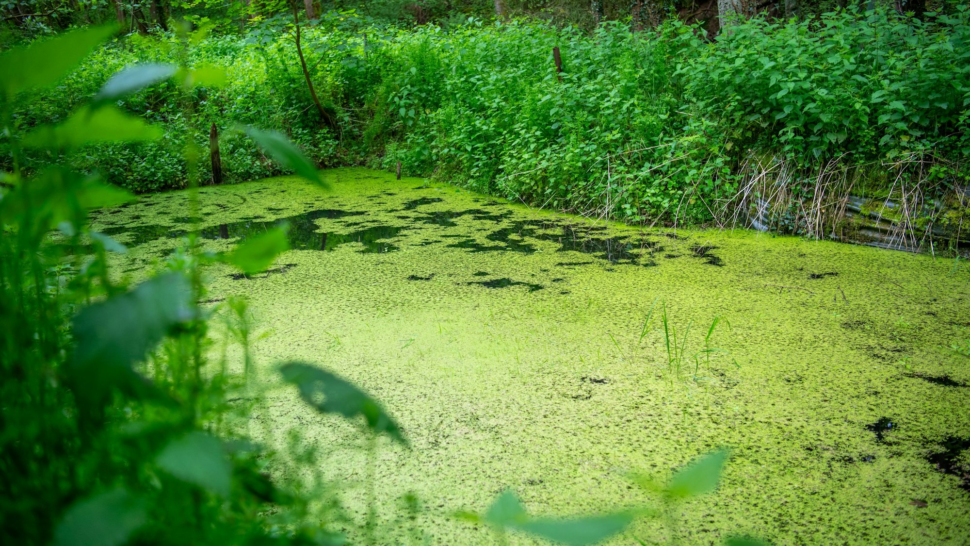 Auf einem Teich am Wald schwimmen zahlreiche hellgrüne Wasserlinsen, drumherum wachsen Brennnesseln.