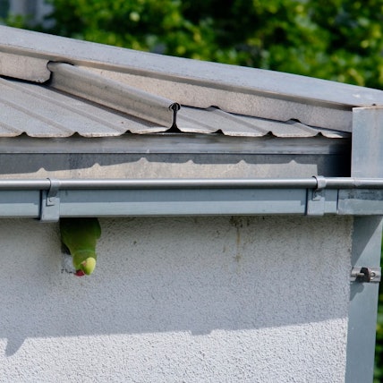 Ein Halsbandsittich versucht, sich durch das Loch in der Fassade zu schieben.