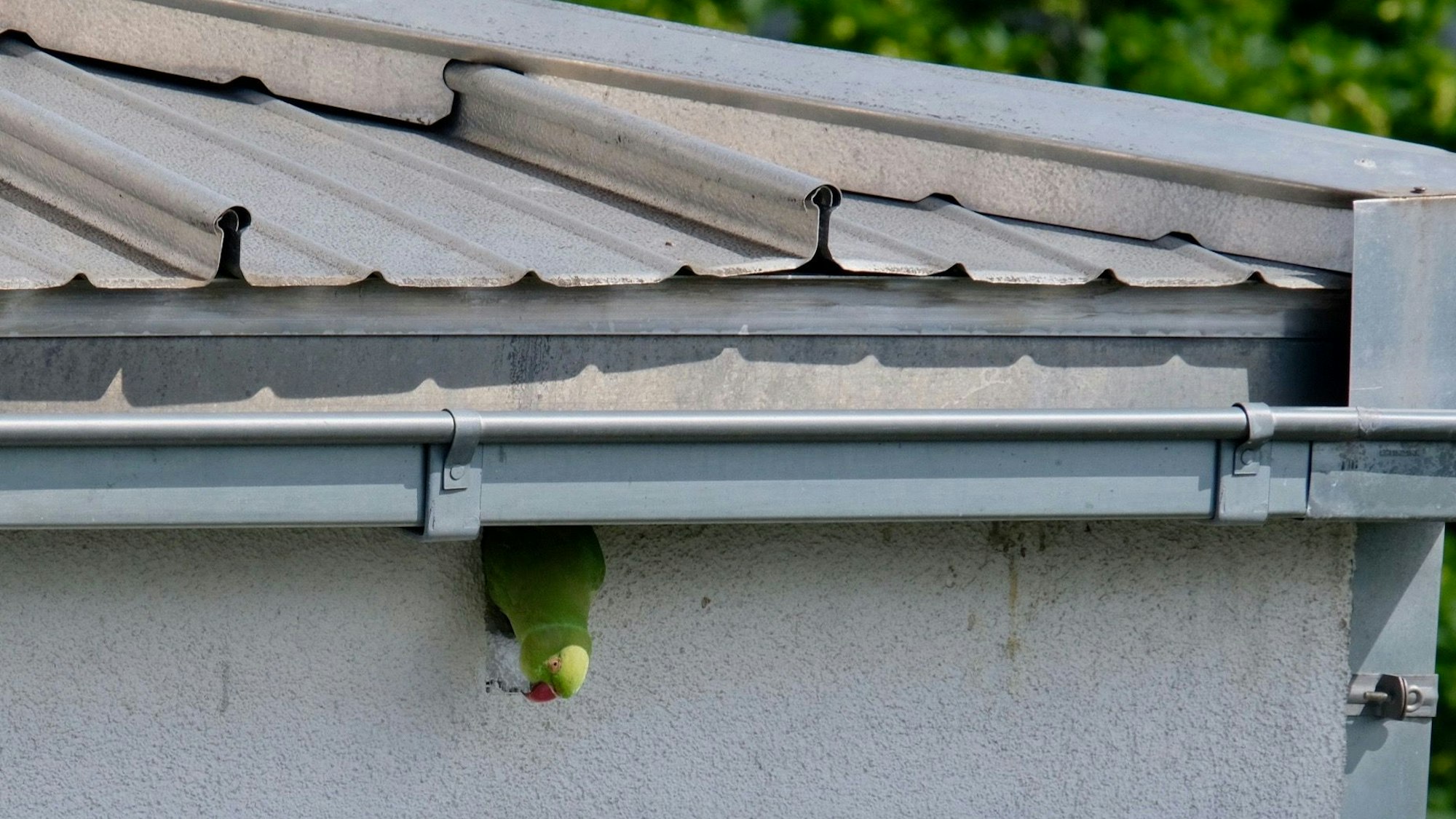 Ein Halsbandsittich versucht, sich durch das Loch in der Fassade zu schieben.