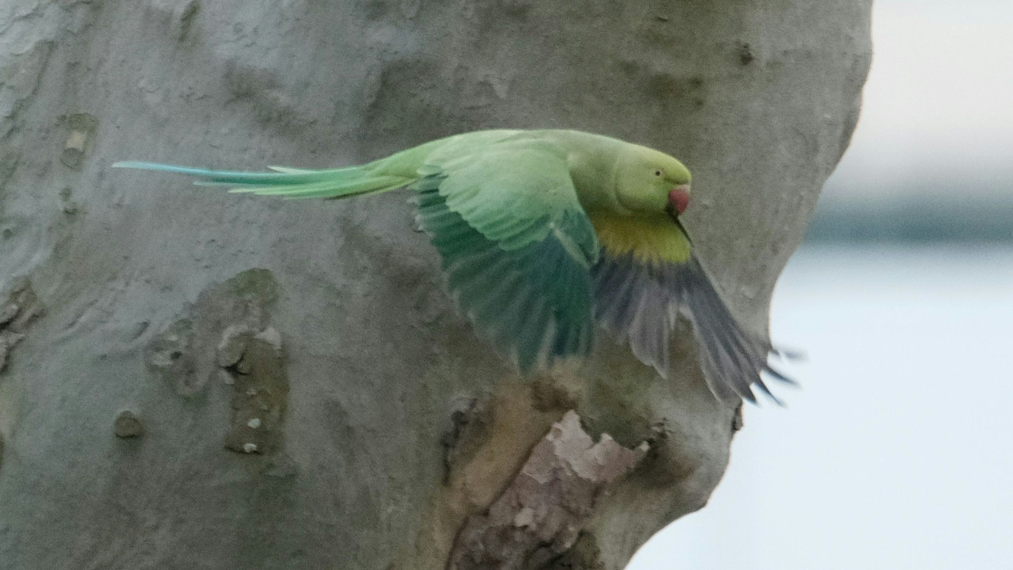 Halsbandsittich am Inneren Grüngürtel (Archivbild).