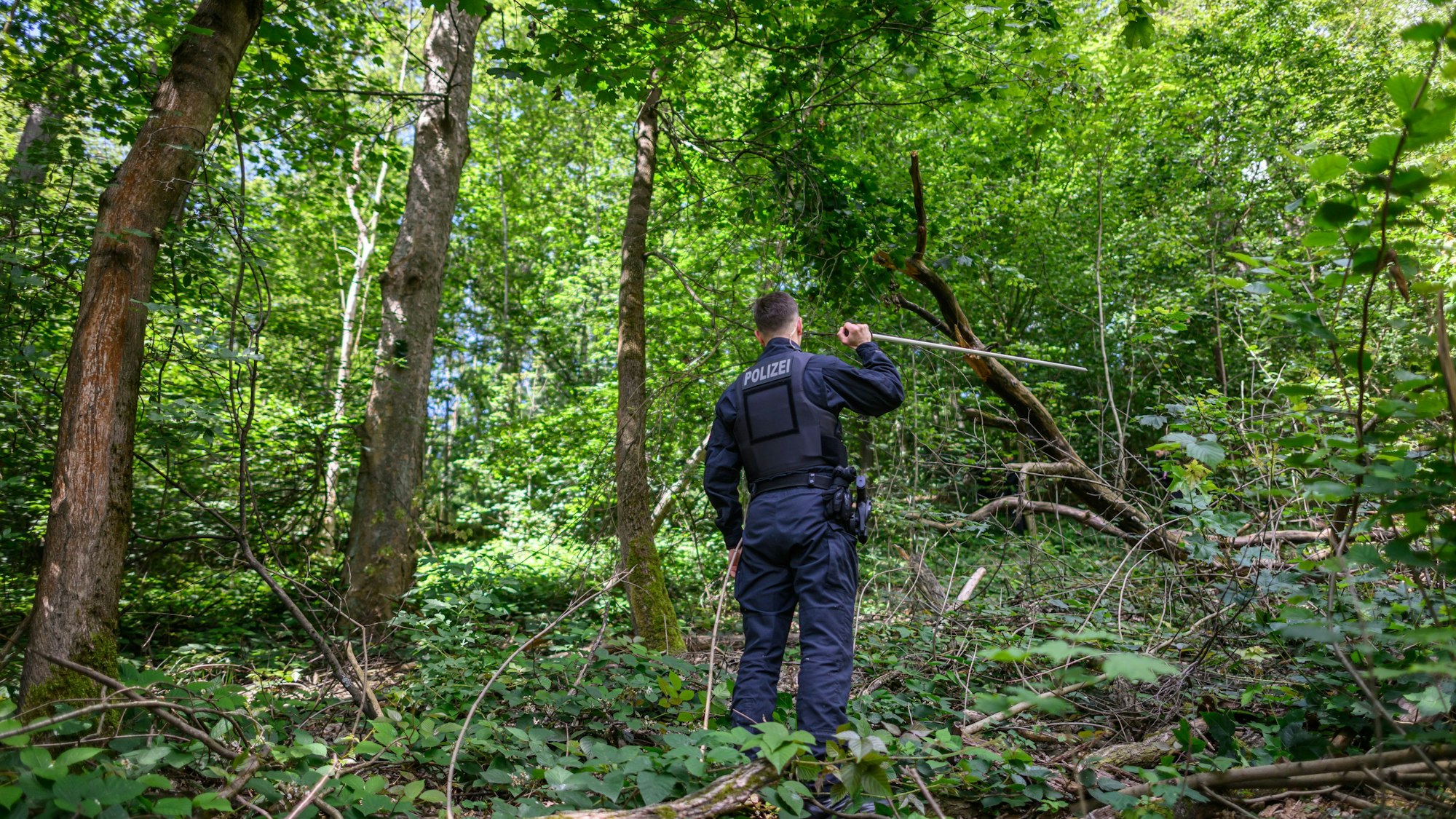 11.06.2024, Sachsen, Döbeln: Ein Polizist ist mit einer Suchstange auf der Erkundung nach einer vermissten Grundschülerin in einem Waldstück unterwegs. Seit Montag voriger Woche fehlt von der neunjährigen Valeriia jede Spur. Die Polizei will am Dienstag noch einmal mit mehreren Hundert Einsatzkräften in der Stadt nach Hinweisen auf das Mädchen suchen. Foto: Robert Michael/dpa +++ dpa-Bildfunk +++