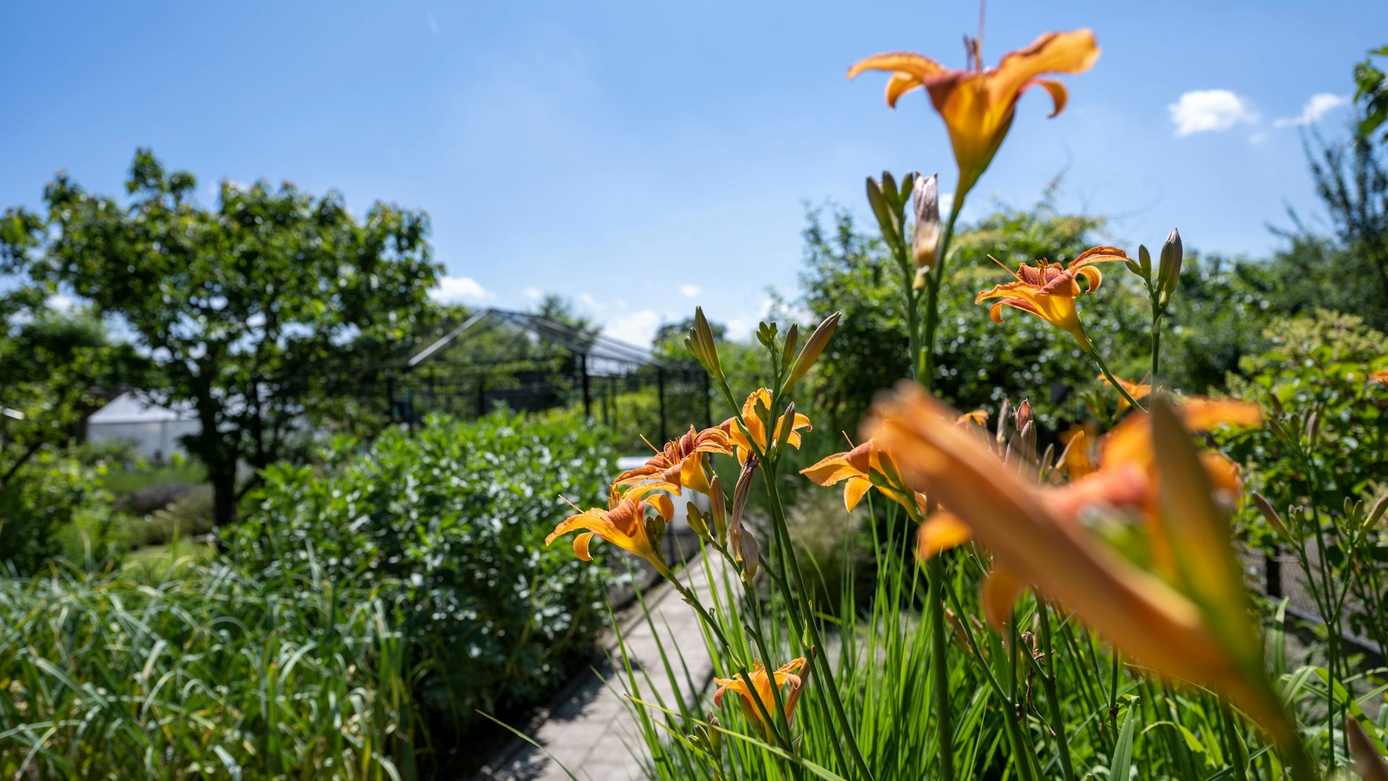 Am Wochenende öffneten Kölnerinnen und Kölner ihre Gärten für Interessierte. Unser Bild zeigt den von Reinhard Müller in Longerich.